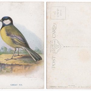 #701 Postcards  Vintage 1930's "Great Tit" George Rankin Artist Bird Postcard C.W. Faulkner